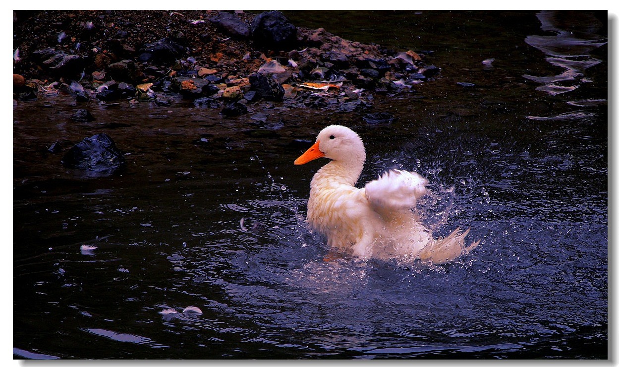 IMG_7599.JPG