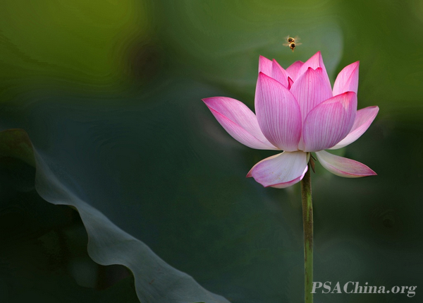 03.ѧƷ۷ɻThe bee and the lotus.jpg