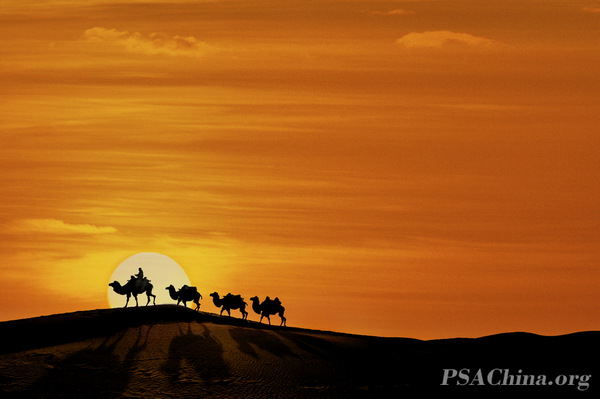 04.ԴƷӰShadows of Camels.jpg
