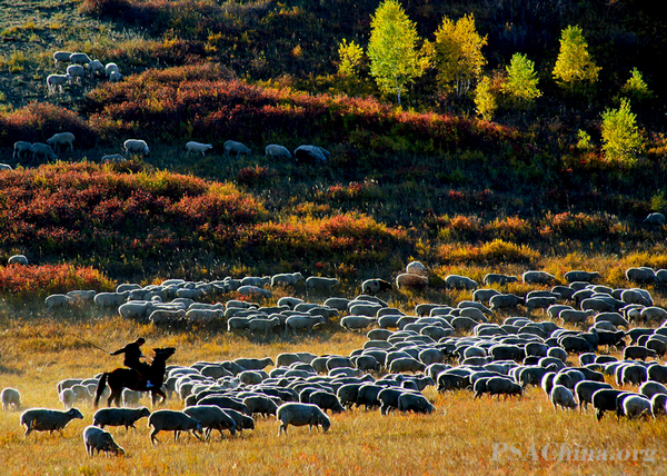 07.ƷShepherd.jpg