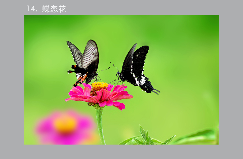 9.DSC0148  .jpg