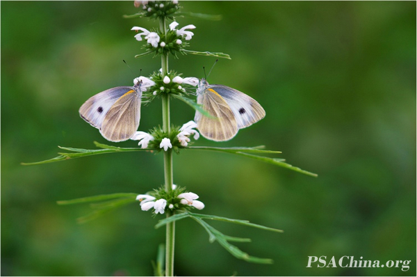 08.Ʒ֮һButterfly No.1.jpg