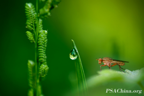 06.¦Ʒ¶¡Dew under.jpg