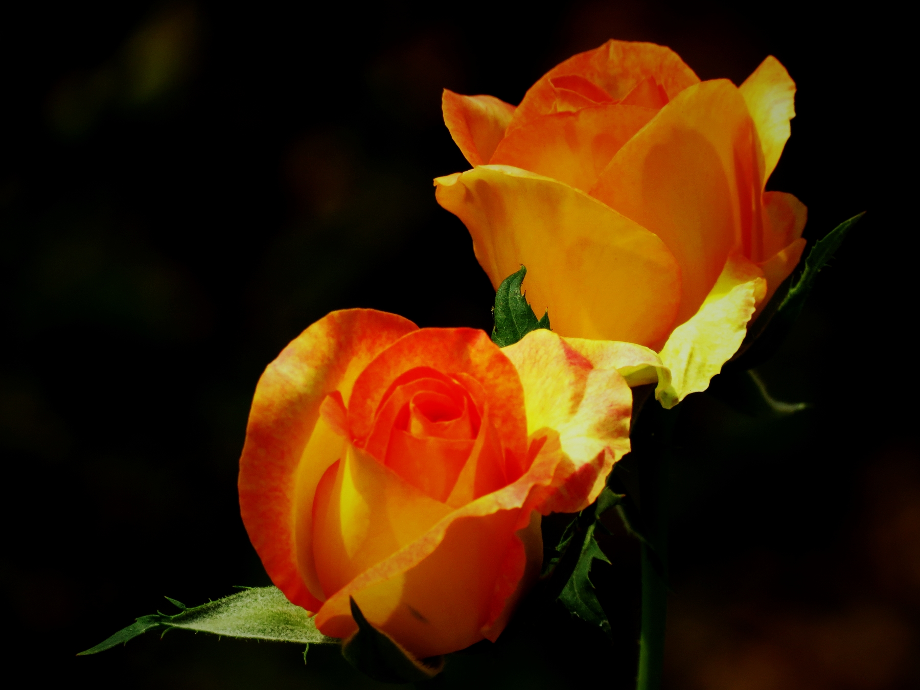 ҸĻõ1-g.jpg