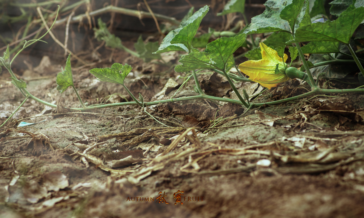 DSC_2436.jpg