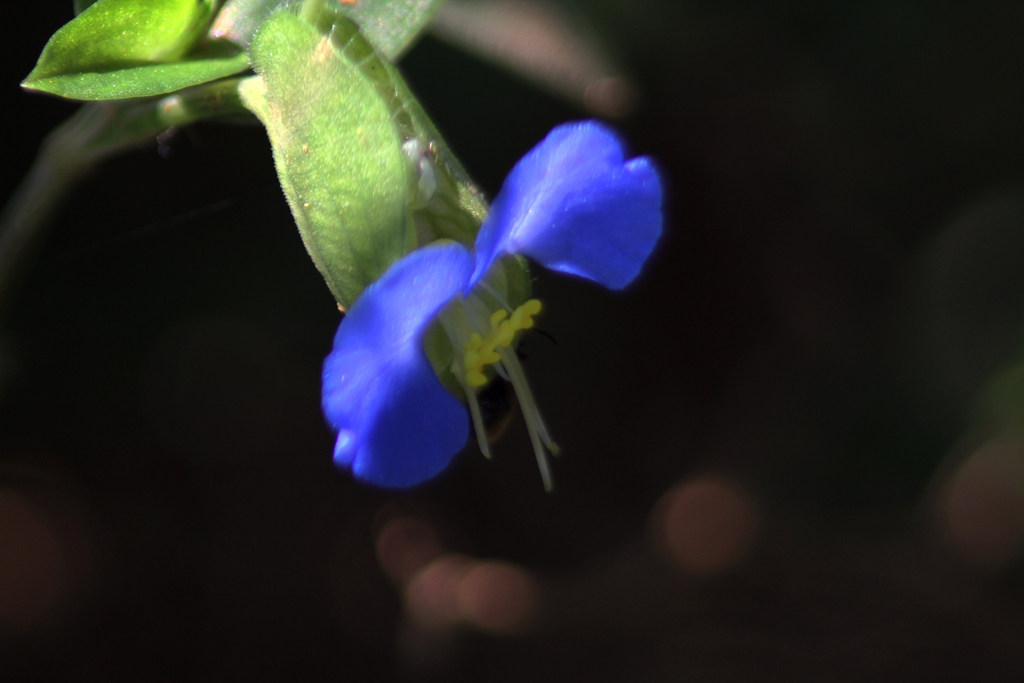 Ƭ 009.jpg