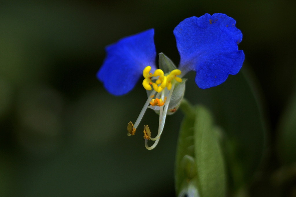 Ƭ 018.jpg