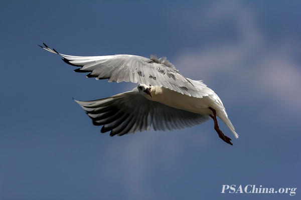 05.Ʒе͵Voyeur in flight.jpg