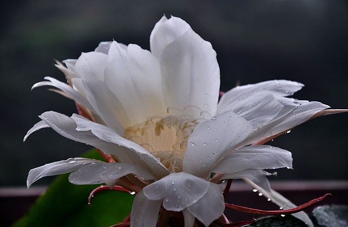 DSC_0027.JPG