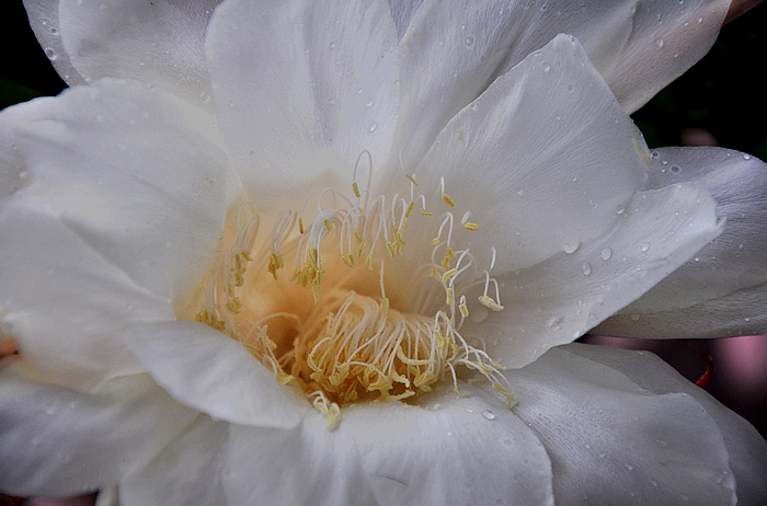 DSC_0031.JPG