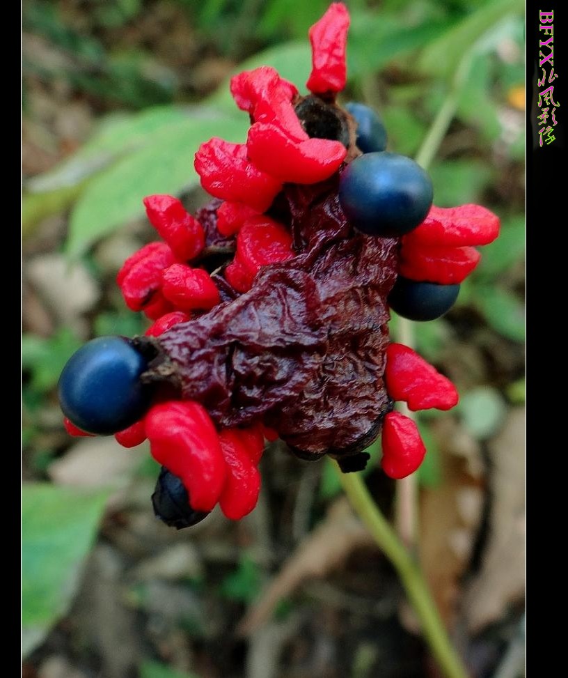 DSC00166_conew1.jpg