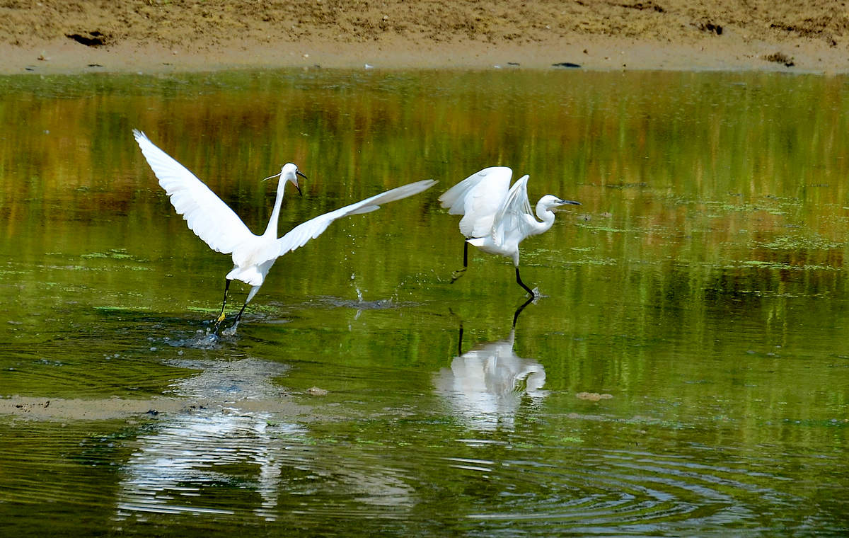 2013̳ȡС   DSC_4465.JPG