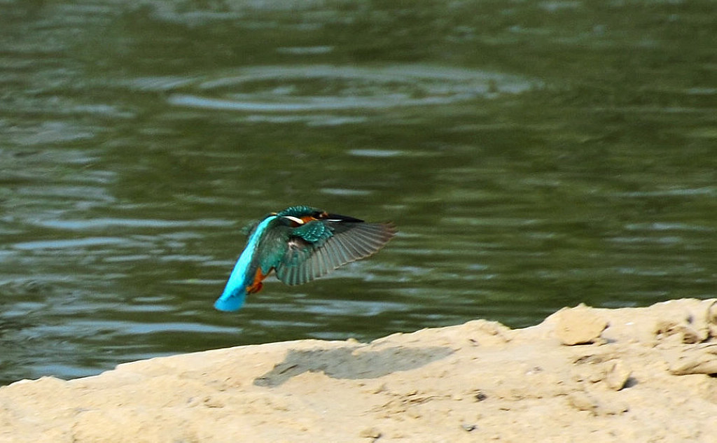 2 DSC_4669.JPG