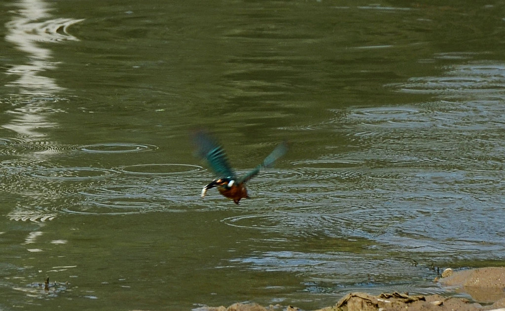 5 DSC_4717.JPG