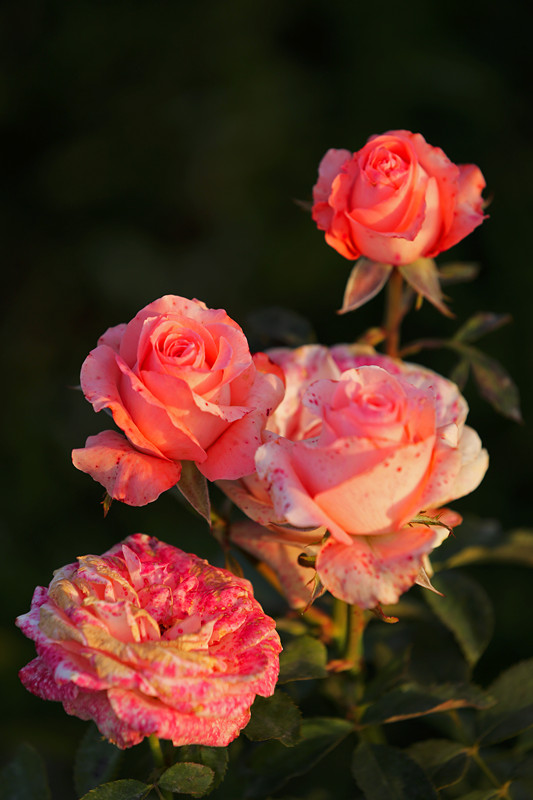 DH6A09221_.jpg