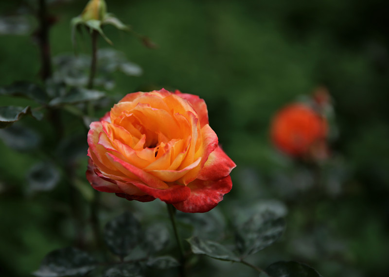 DH6A13291_.jpg