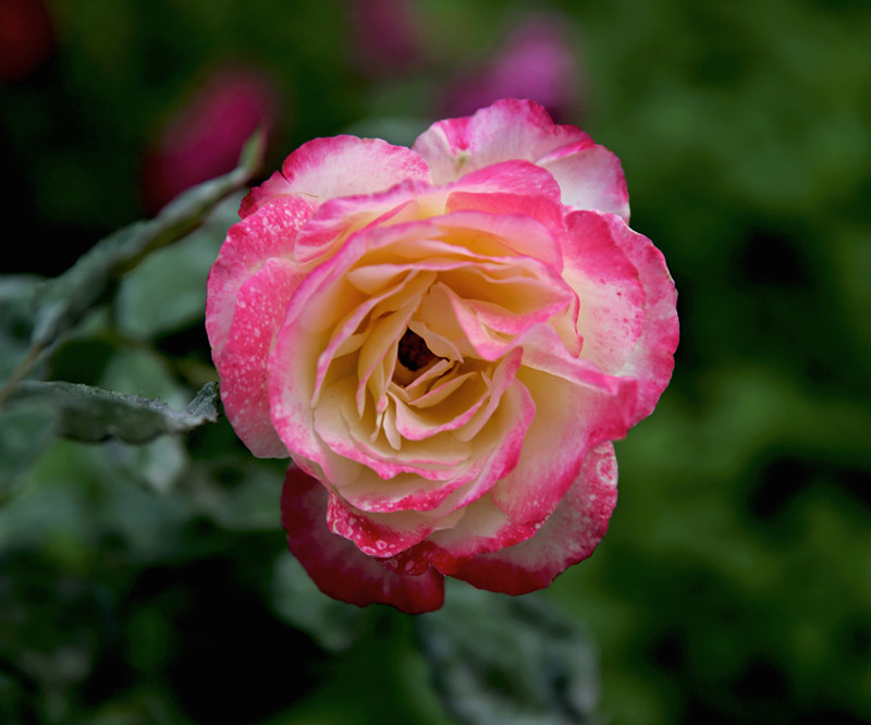 DH6A13281_.jpg