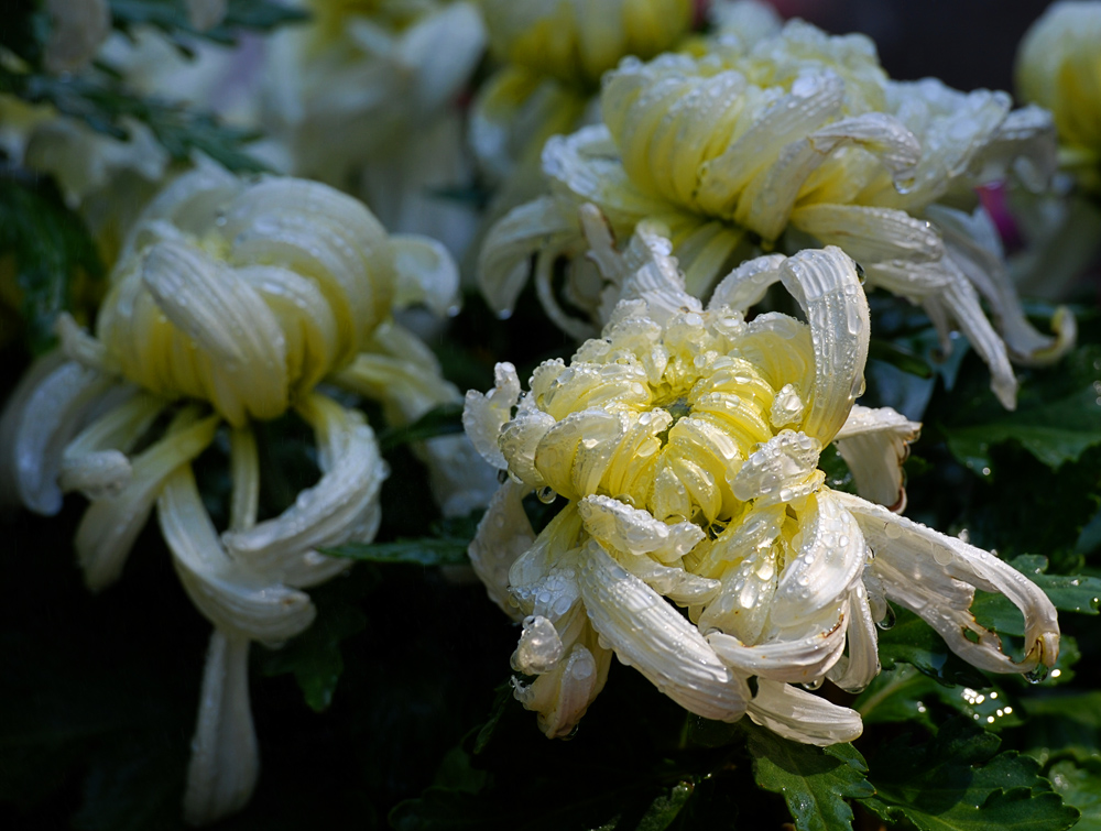 DSC_0839.JPG
