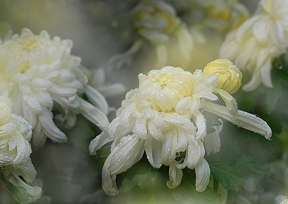 DSC_0928 .jpg