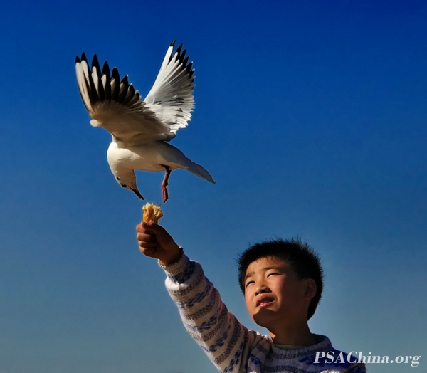 09.˽ƷŸСSeagull and child.jpg