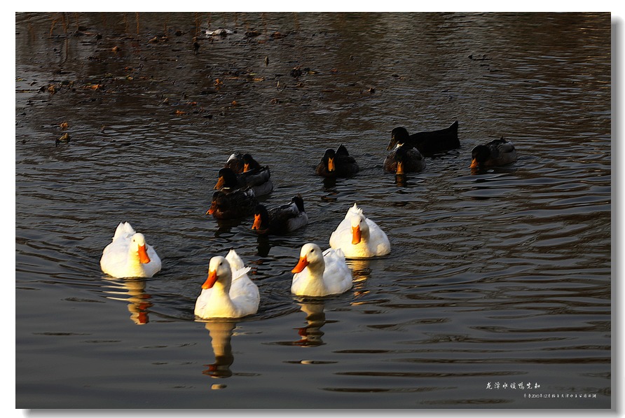 IMG_48b346.jpg