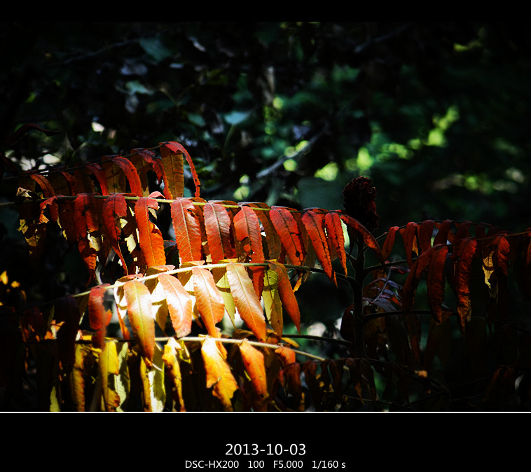 DSC02919_.jpg