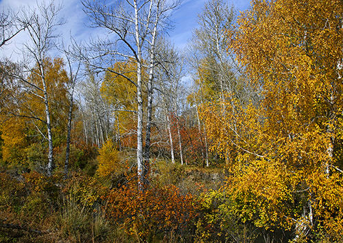 _Y0R6120_1.JPG