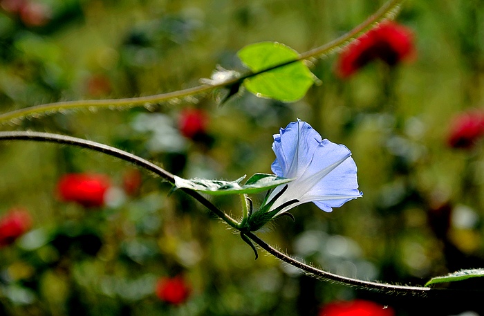 DSC_0270.JPG