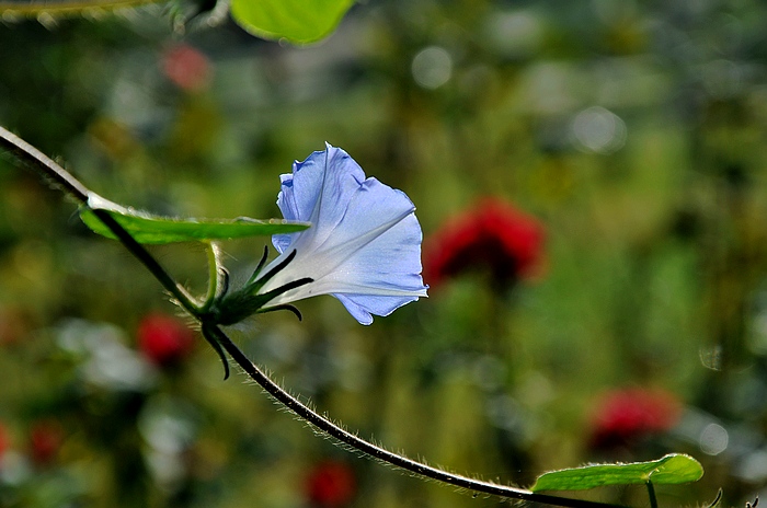 DSC_0272.JPG