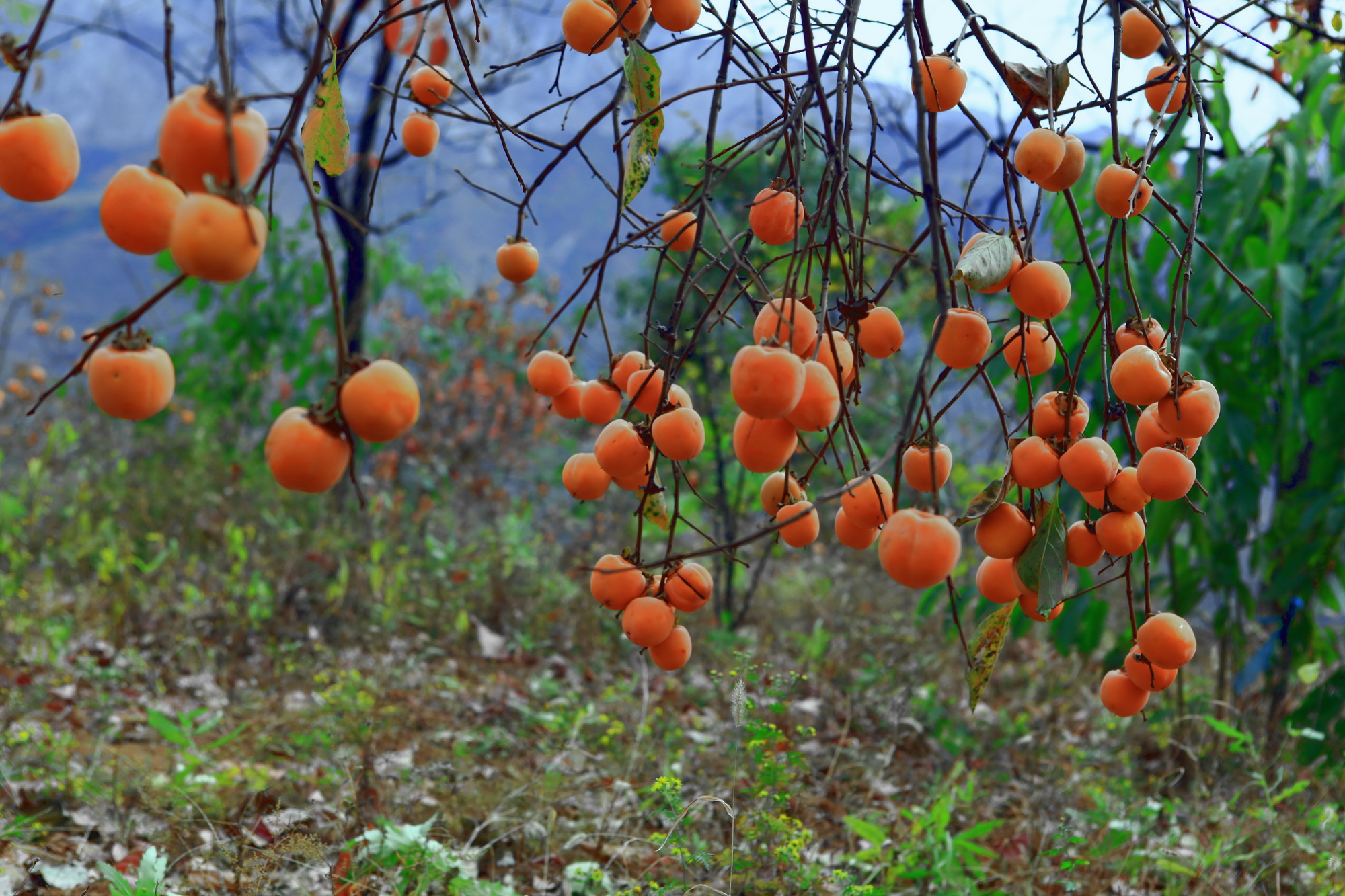 bao Խ Ӻ01.jpg