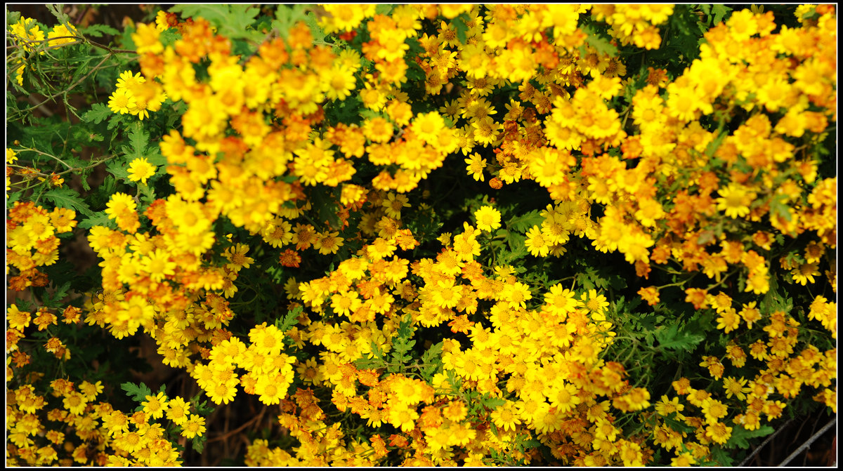DSC_7414.JPG