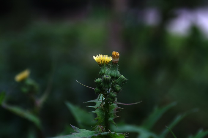 PICT004.jpg