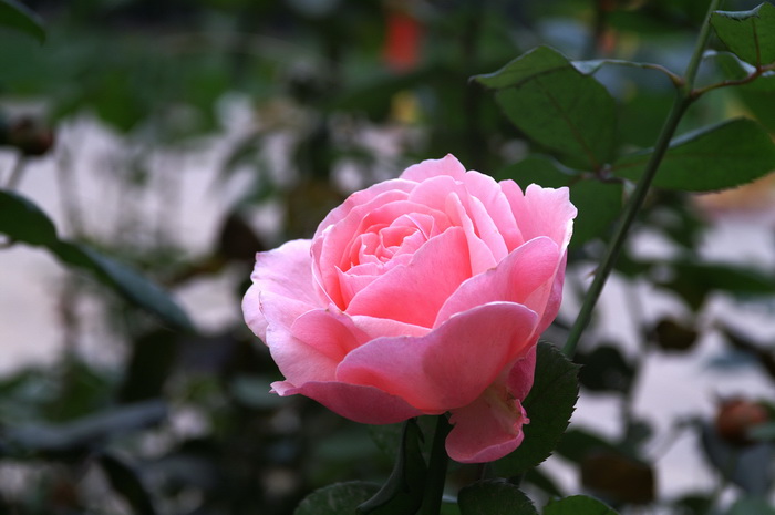 PICT006.jpg