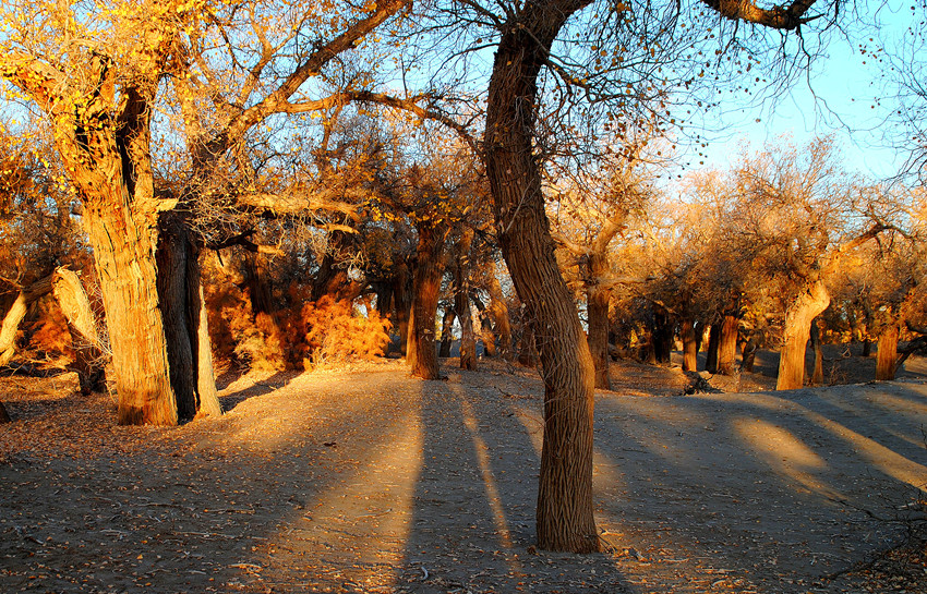 DSC_6636_conew1_.jpg