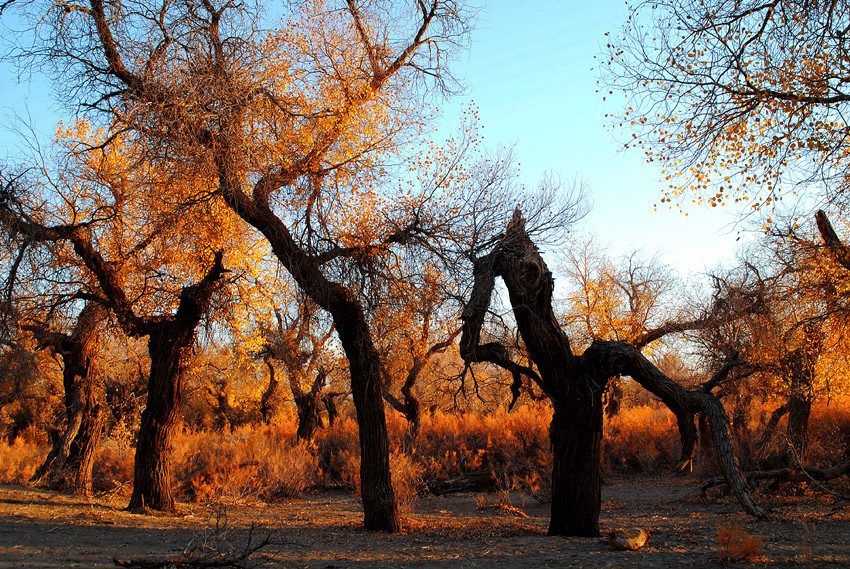 DSC_6643_conew1_.jpg