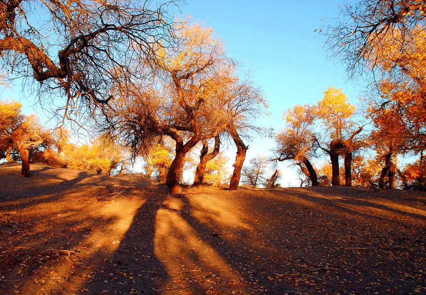 DSC_6647_conew1_.jpg