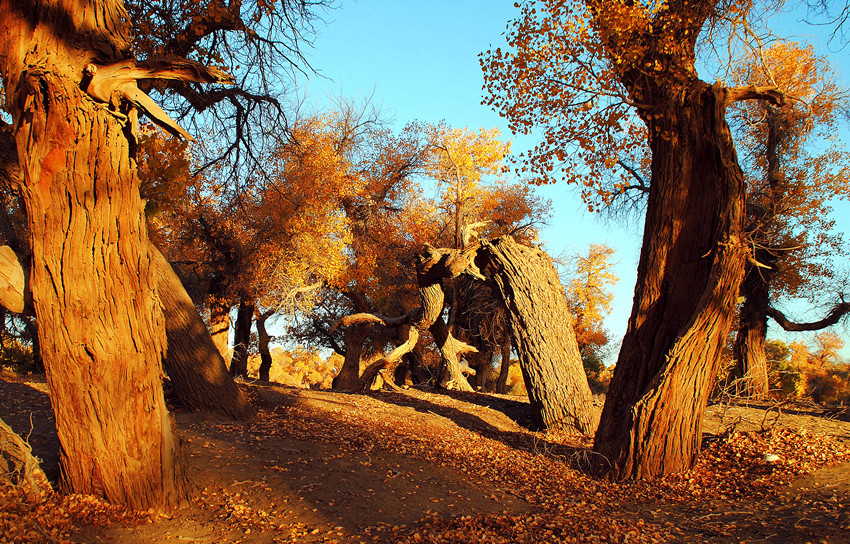 DSC_6650_conew1_.jpg