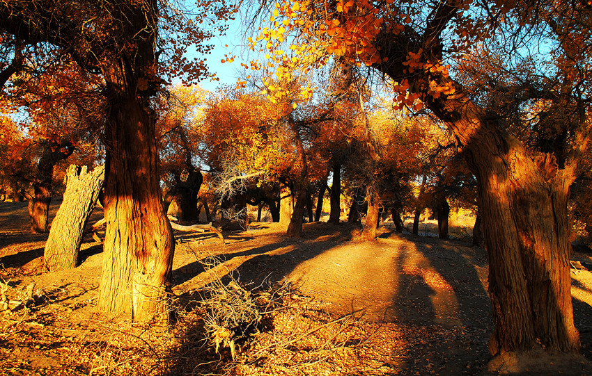DSC_6651_conew1_.jpg