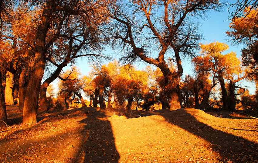 DSC_6655_conew1_.jpg
