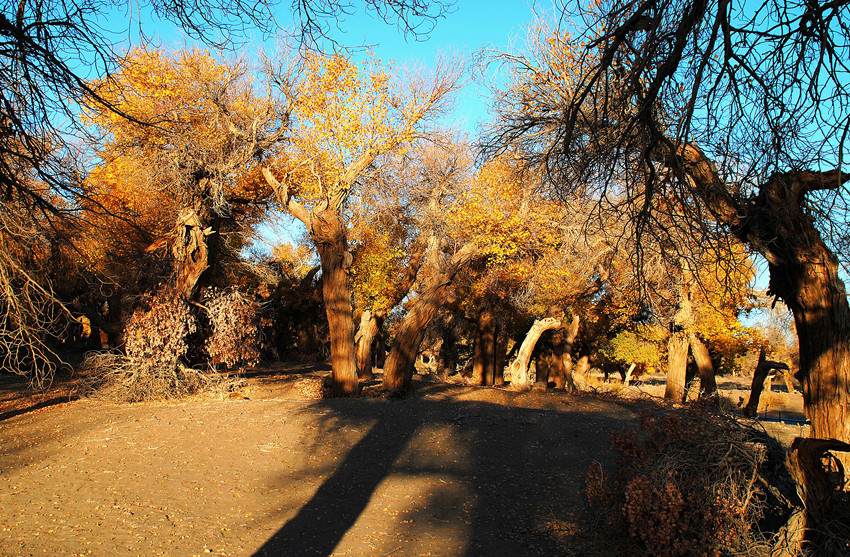 DSC_6661_conew1_.jpg