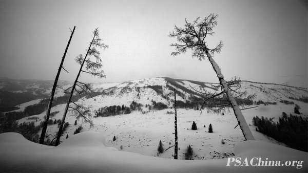 06Ʒѩ1Quiet snow1.jpg
