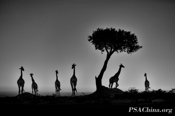 05.ƷĺɫThe giraffes in the setting Sun.jpg