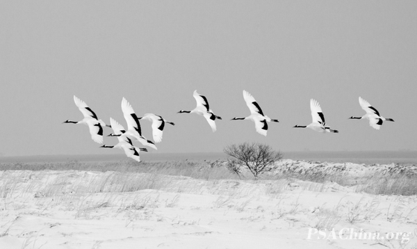 07.¦ƷѩصסCranes Flying.jpg
