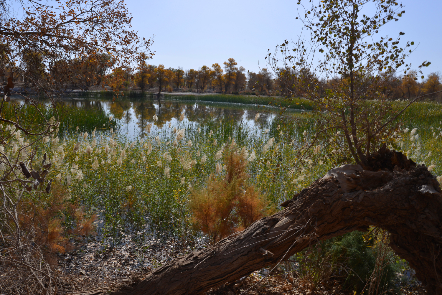 DSC_3509.JPG