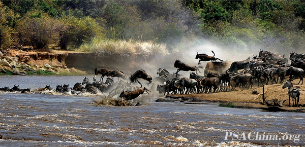 14.ƷڡTo gallop.jpg