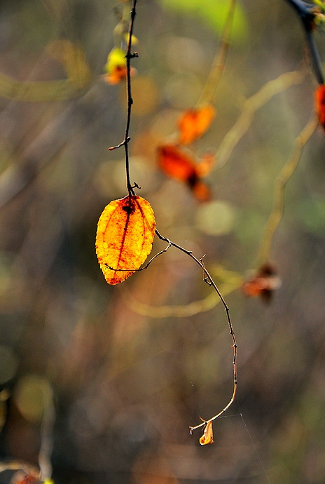 DSC_0088.JPG