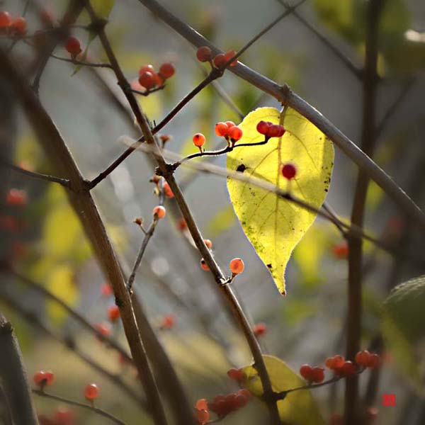Ƭ 073.jpg
