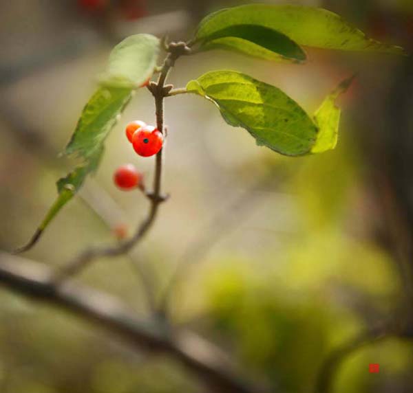 Ƭ 072.jpg