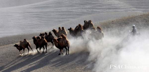 07.ԾƷաCamels.jpg