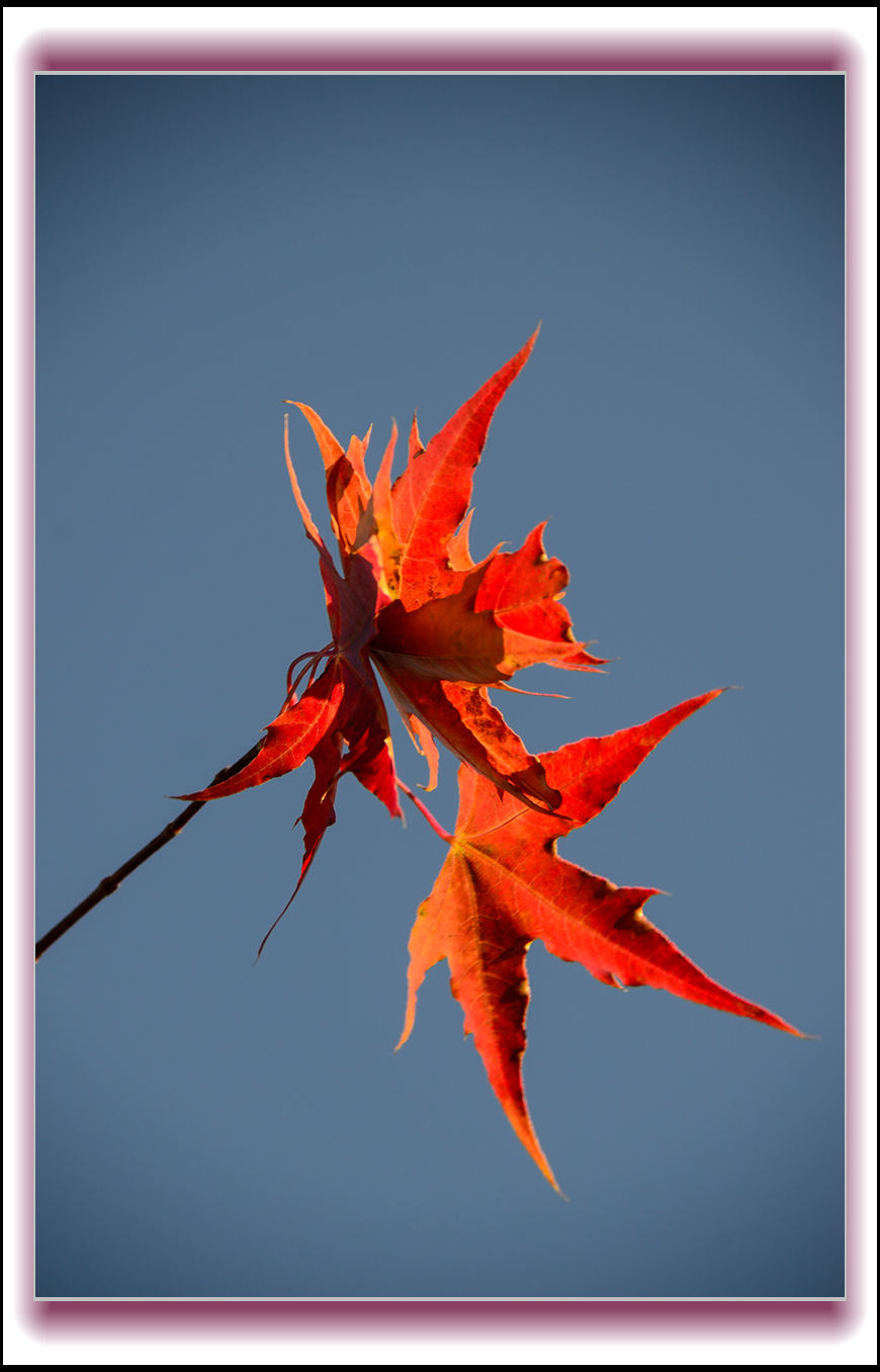 20131010ëɽҶƬ 1096.jpg